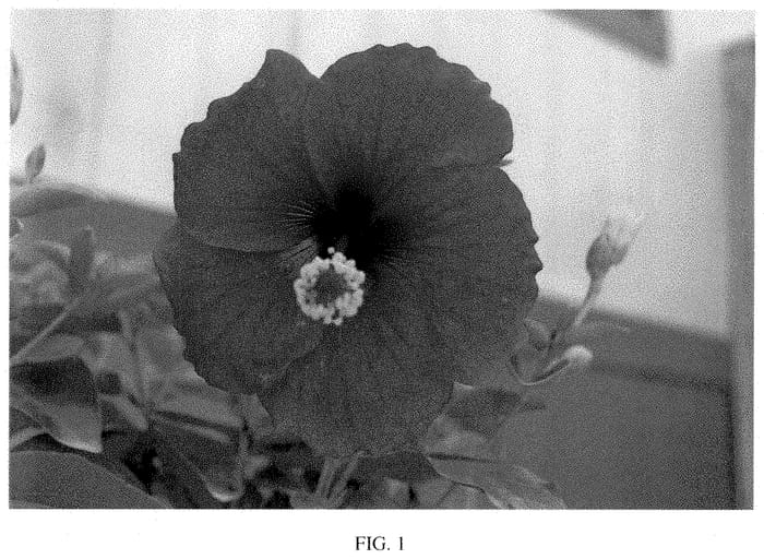 Figure 1 of US plant patent PP35448, the photograph of 14-0704-02 printed in the patent.