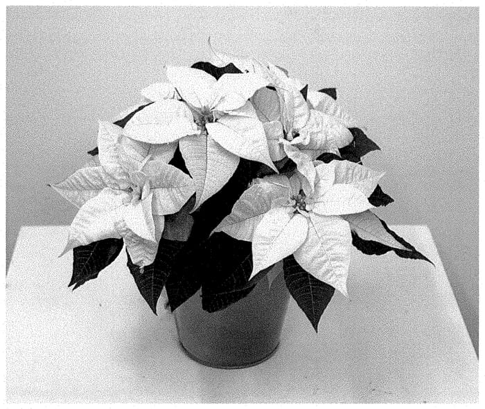Figure 1 of US plant patent PP35449, the photograph of NPCW22387 printed in the patent.