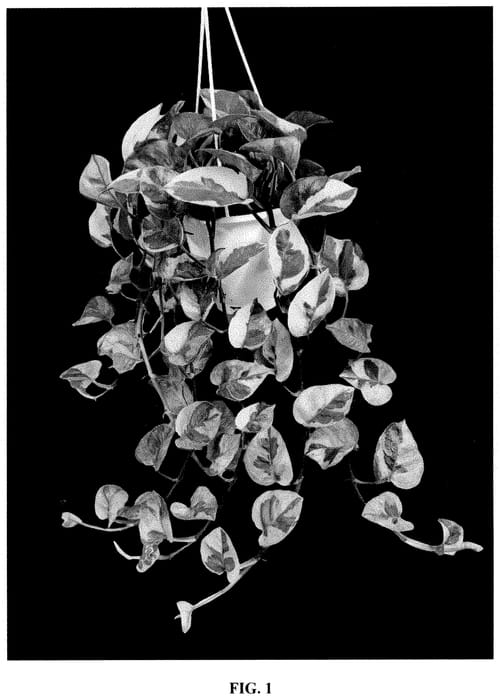 Figure 1 of US plant patent PP35450, the photograph of EM0002 printed in the patent.