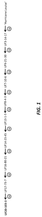 Figure 1 of US plant patent PP35451, the photograph of UF20-103-3 printed in the patent.