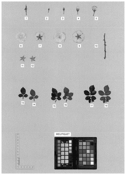 Figure 1 of US plant patent PP35452, the photograph of MEILPIQUET printed in the patent.