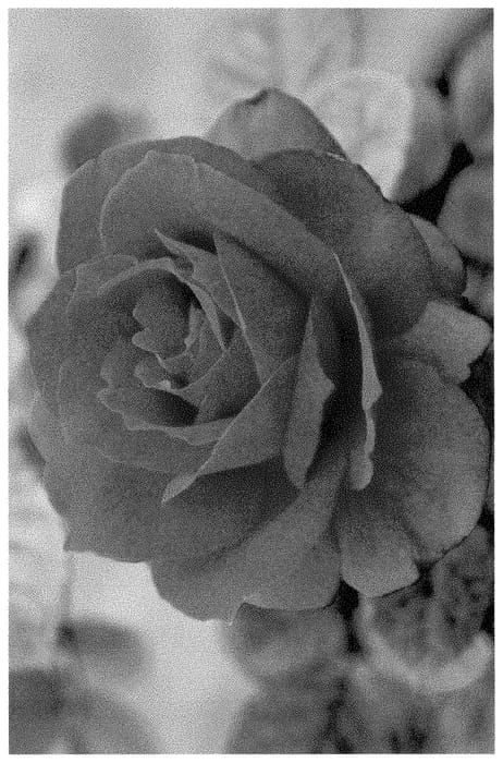 Figure 1 of US plant patent PP35453, the photograph of ALTsensation printed in the patent.