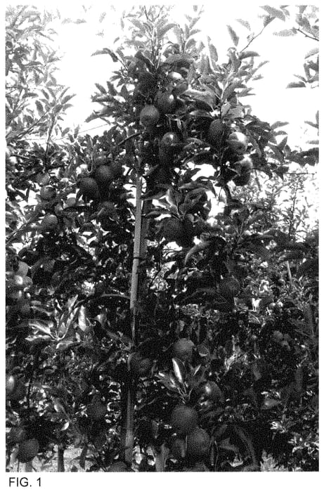 Figure 1 of US plant patent PP35454, the photograph of GALA MGCP printed in the patent.