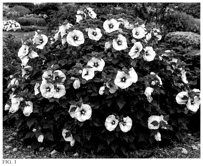 Figure 1 of US plant patent PP35455, the photograph of Angel Eyes printed in the patent.