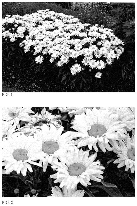 Figure 1 of US plant patent PP35456, the photograph of Seventh Heaven printed in the patent.