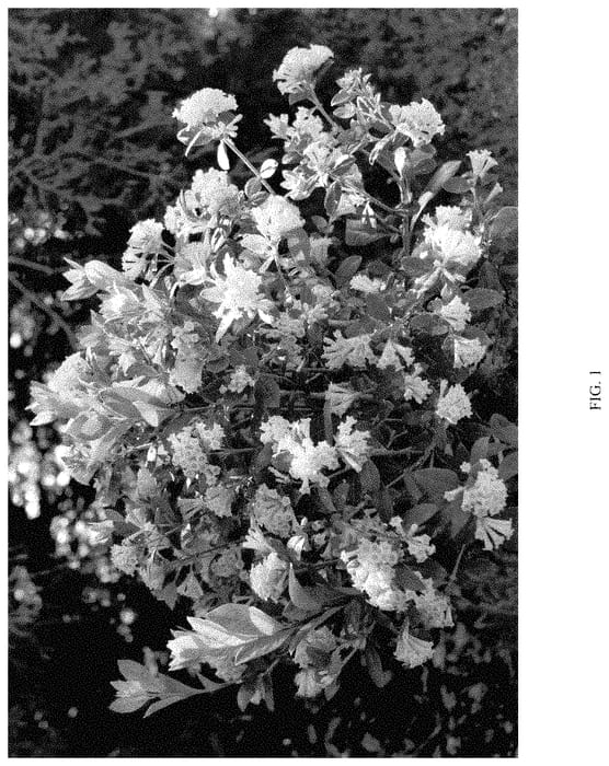 Figure 1 of US plant patent PP35457, the photograph of WNCESCORYEL printed in the patent.