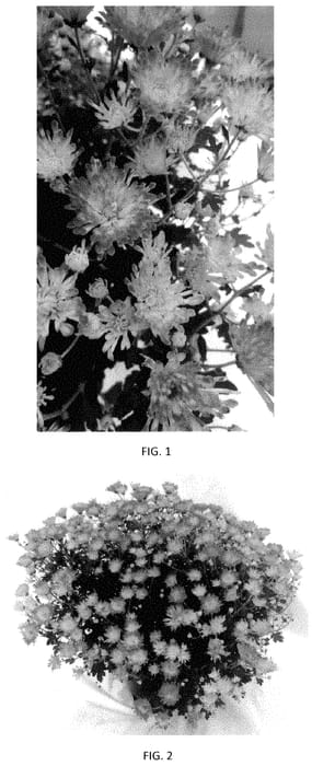 Figure 1 of US plant patent PP35458, the photograph of CIFZ0105 printed in the patent.