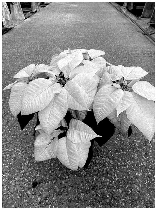 Figure 1 of US plant patent PP35459, the photograph of NPCW22405 printed in the patent.