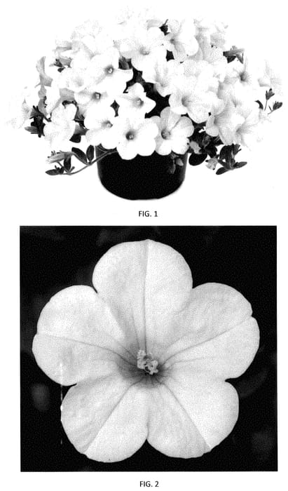 Figure 1 of US plant patent PP35460, the photograph of PEHY0078 printed in the patent.