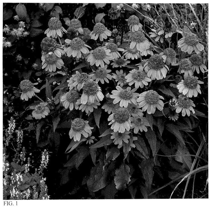 Figure 1 of US plant patent PP35462, the photograph of Rainbow Sherbet printed in the patent.
