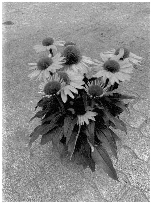 Figure 1 of US plant patent PP35463, the photograph of BullEchipur 112 printed in the patent.