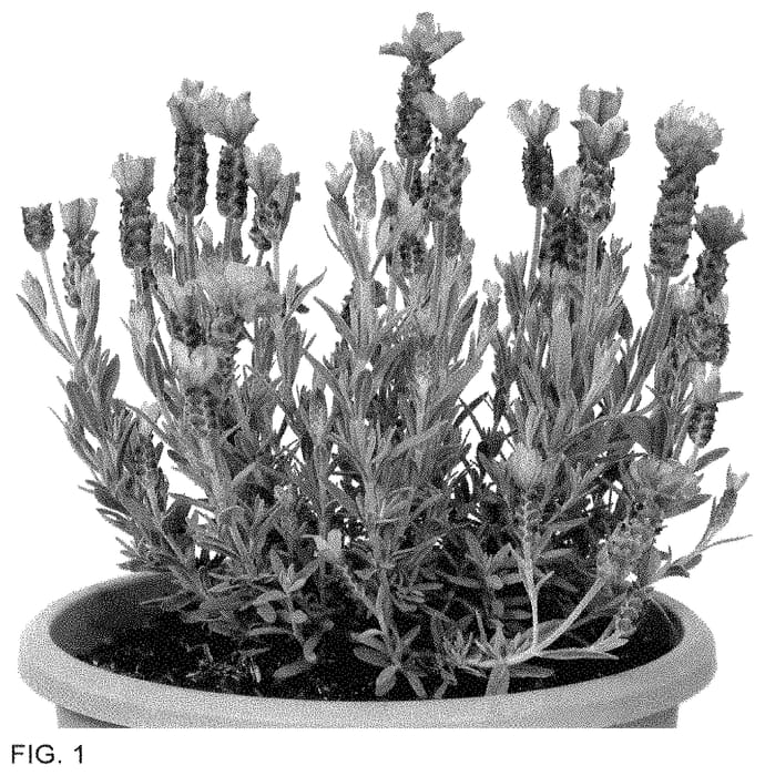 Figure 1 of US plant patent PP35464, the photograph of Anouk Deluxe 1802 printed in the patent.