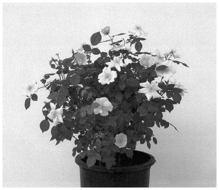 Figure 1 of US plant patent PP35465, the photograph of SRPylwko printed in the patent.
