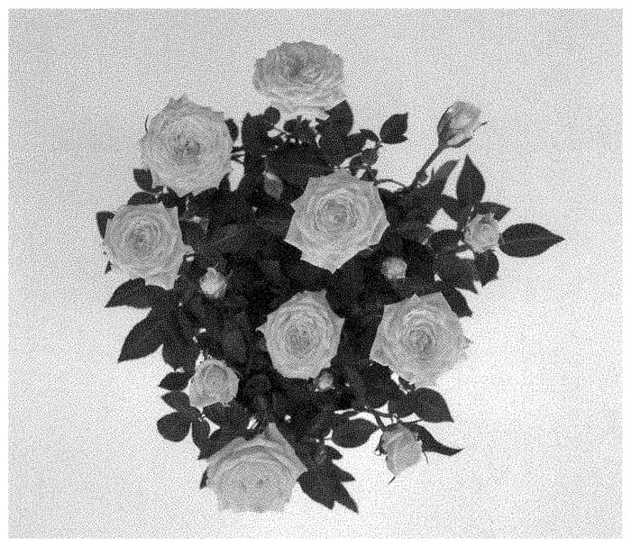 Figure 1 of US plant patent PP35466, the photograph of KORpot112 printed in the patent.