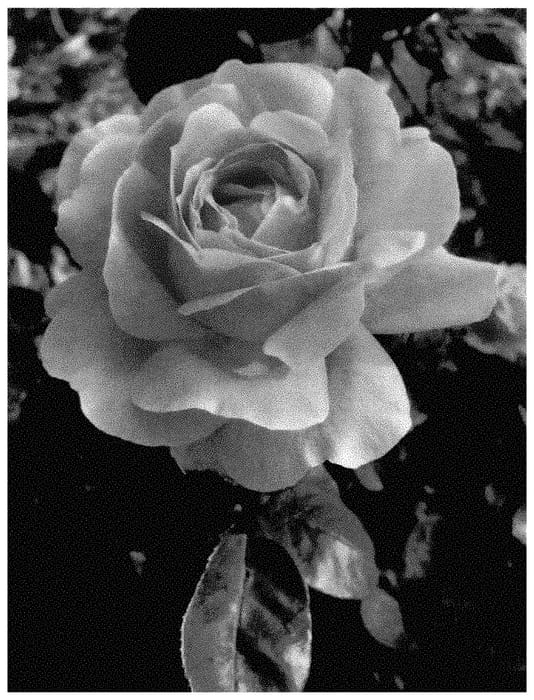 Figure 1 of US plant patent PP35467, the photograph of ALTladyfirst printed in the patent.