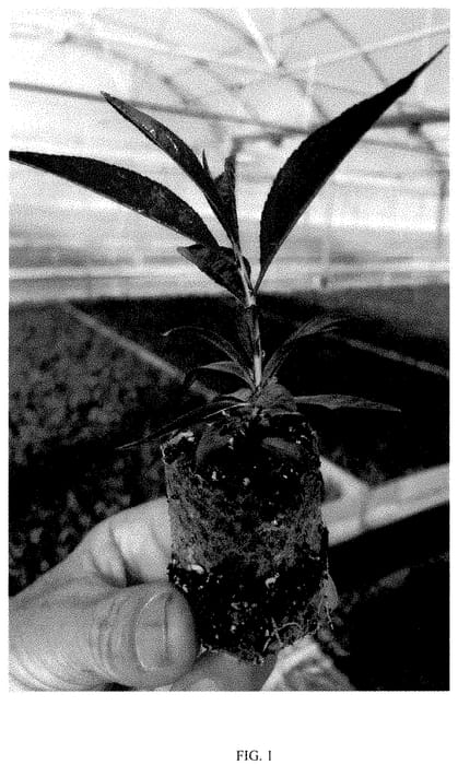 Figure 1 of US plant patent PP35468, the photograph of Pilowred printed in the patent.