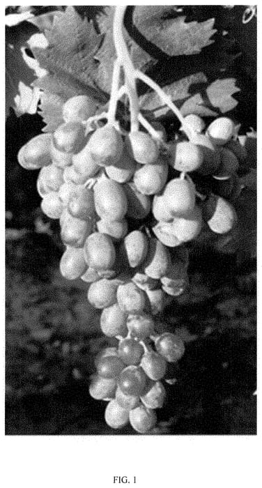 Figure 1 of US plant patent PP35469, the photograph of Itumseven printed in the patent.
