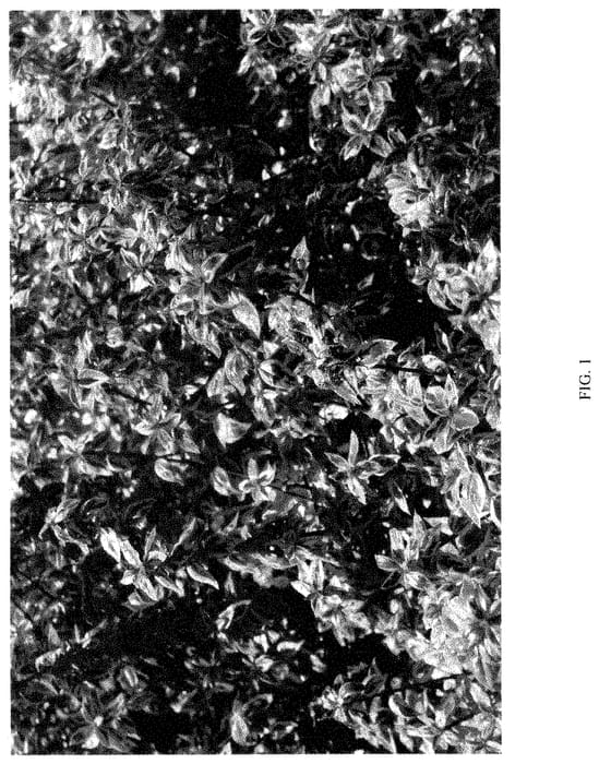 Figure 1 of US plant patent PP35470, the photograph of ABLR-PII printed in the patent.