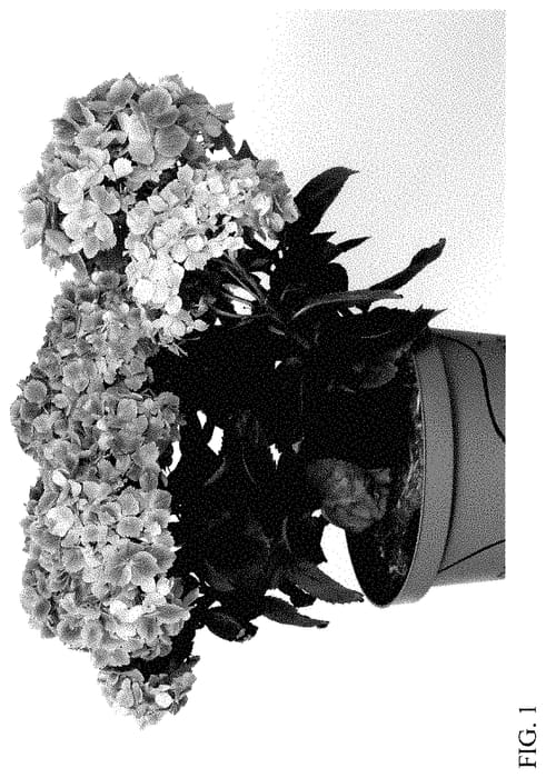 Figure 1 of US plant patent PP35471, the photograph of HORE1602 printed in the patent.