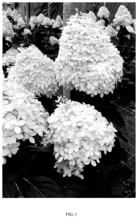 Figure 1 of US plant patent PP35472, the photograph of COUHAGIE printed in the patent.