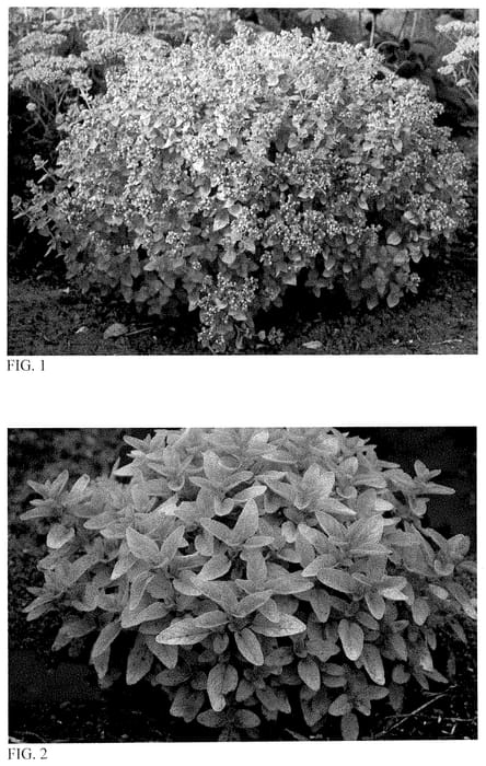 Figure 1 of US plant patent PP35473, the photograph of Gilt Trip printed in the patent.