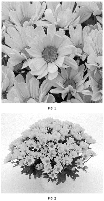 Figure 1 of US plant patent PP35474, the photograph of CIDZ0114 printed in the patent.