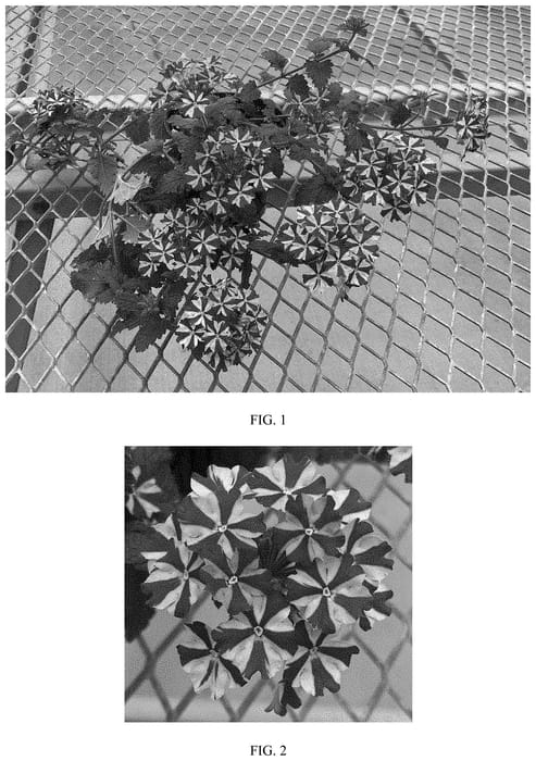 Figure 1 of US plant patent PP35475, the photograph of Balfiremint printed in the patent.