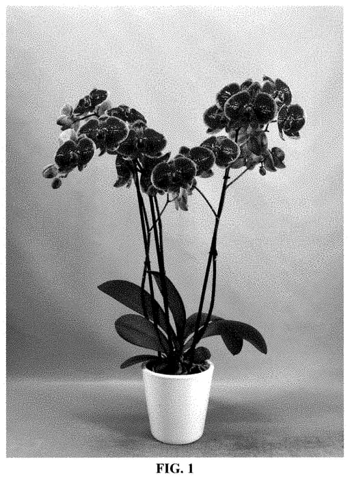 Figure 1 of US plant patent PP35476, the photograph of PHA632612 printed in the patent.