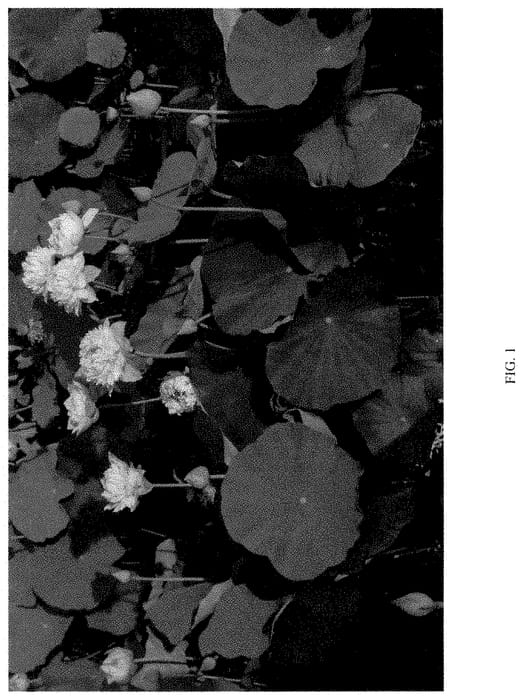 Figure 1 of US plant patent PP35477, the photograph of QINHUAI CHENWU printed in the patent.
