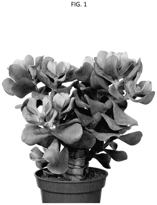 Figure 1 of US plant patent PP35478, the photograph of OVWOODS05 printed in the patent.