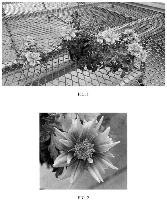 Figure 1 of US plant patent PP35480, the photograph of Balbidbador printed in the patent.