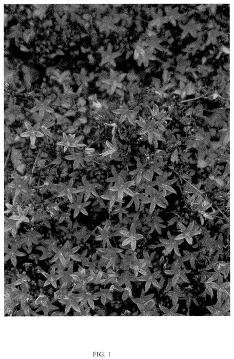 Figure 1 of US plant patent PP35481, the photograph of Purple Fountain printed in the patent.