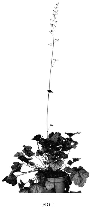 Figure 1 of US plant patent PP35482, the photograph of PP2020 printed in the patent.