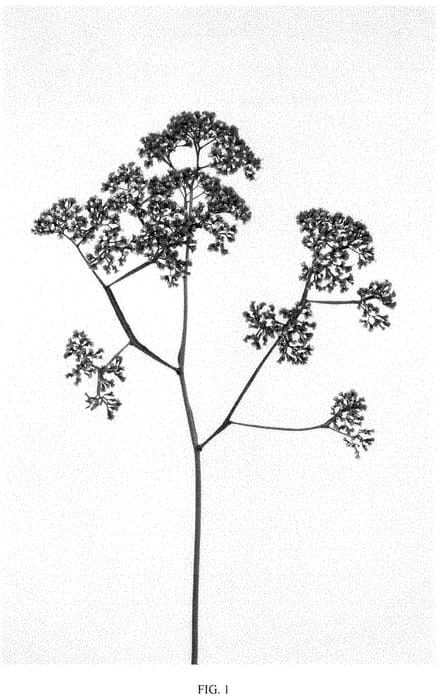 Figure 1 of US plant patent PP35483, the photograph of DANLIMECNT printed in the patent.