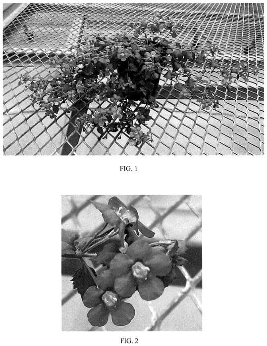 Figure 1 of US plant patent PP35484, the photograph of Balmecoplum printed in the patent.