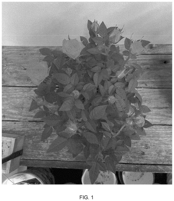 Figure 1 of US plant patent PP35485, the photograph of KORpot119 printed in the patent.