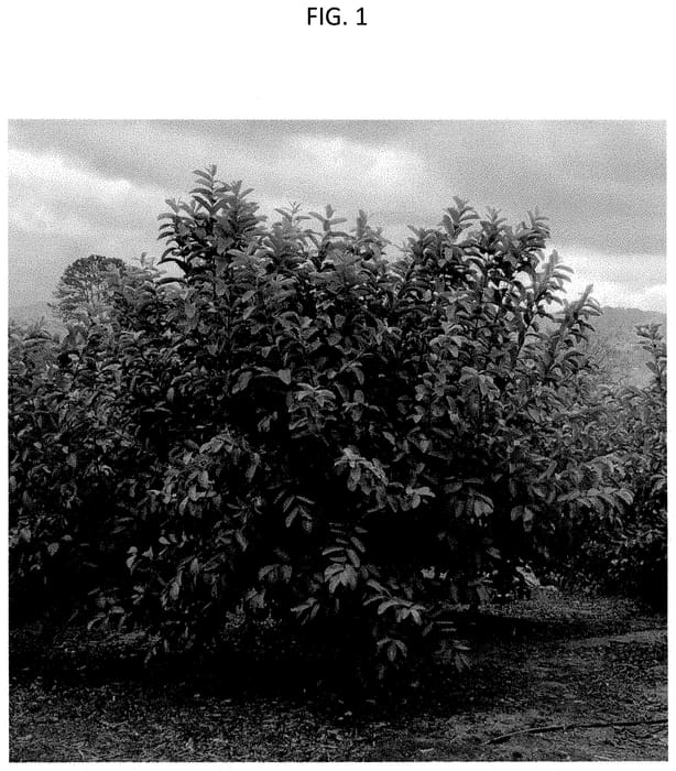 Figure 1 of US plant patent PP35486, the photograph of SERRATO 12 printed in the patent.
