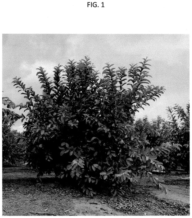 Figure 1 of US plant patent PP35487, the photograph of SERRATO 13 printed in the patent.