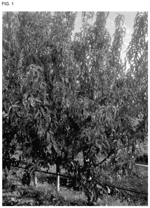 Figure 1 of US plant patent PP35488, the photograph of SWEETABBY printed in the patent.