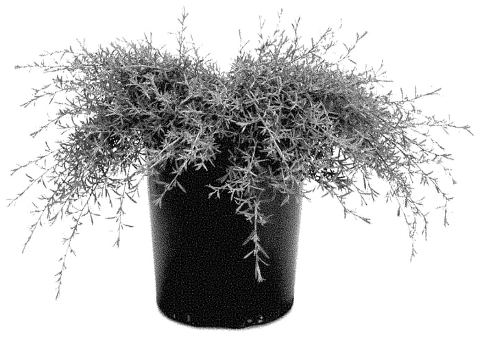Figure 1 of US plant patent PP35489, the photograph of LFKULI19 printed in the patent.