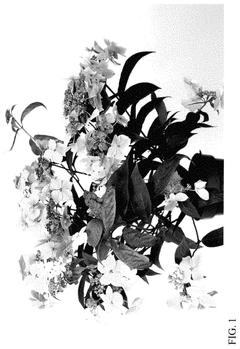 Figure 1 of US plant patent PP35490, the photograph of HSE1735301 printed in the patent.