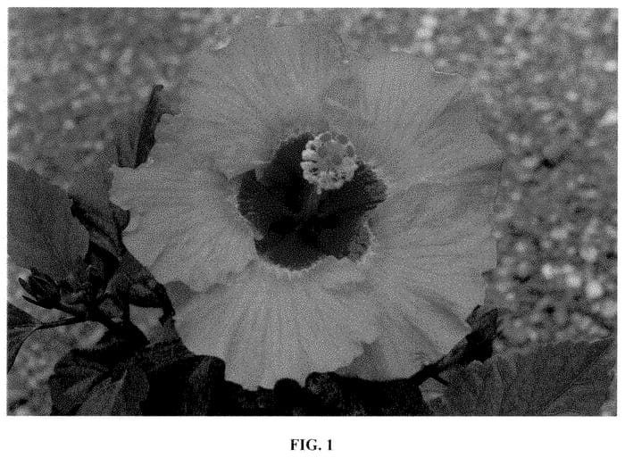 Figure 1 of US plant patent PP35491, the photograph of JBG 19034 printed in the patent.
