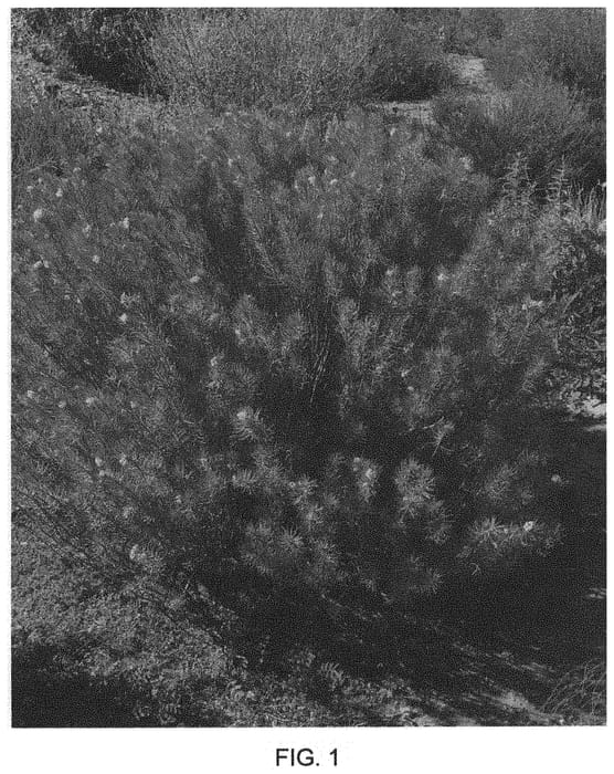 Figure 1 of US plant patent PP35492, the photograph of Monarch Magnet 2.0 printed in the patent.