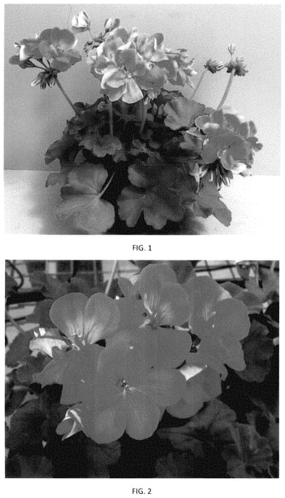 Figure 1 of US plant patent PP35493, the photograph of PEQZ0099 printed in the patent.