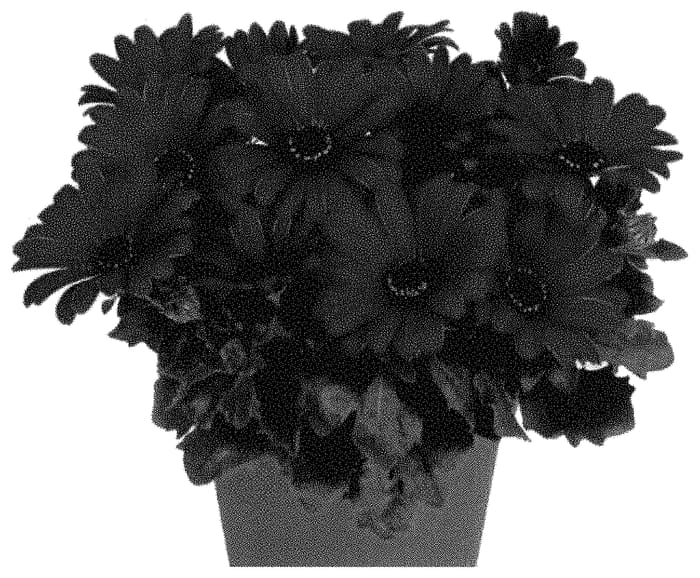 Figure 1 of US plant patent PP35494, the photograph of Doostmarkar printed in the patent.