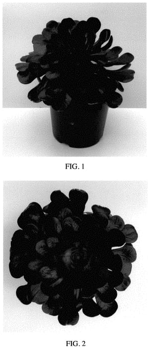 Figure 1 of US plant patent PP35495, the photograph of Destiny printed in the patent.