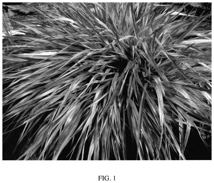 Figure 1 of US plant patent PP35496, the photograph of LUCMULL printed in the patent.