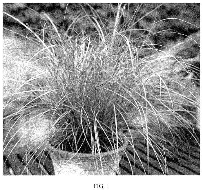Figure 1 of US plant patent PP35497, the photograph of Gentle Breeze printed in the patent.