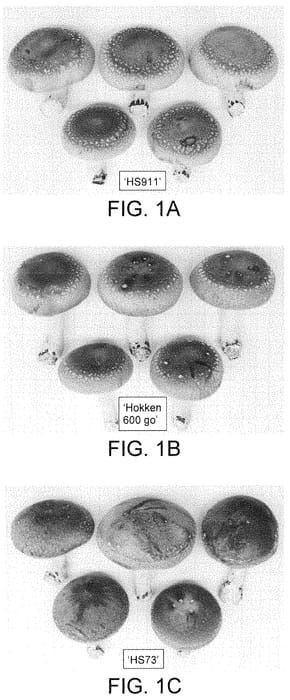 Figure 1 of US plant patent PP35498, the photograph of HS911 printed in the patent.