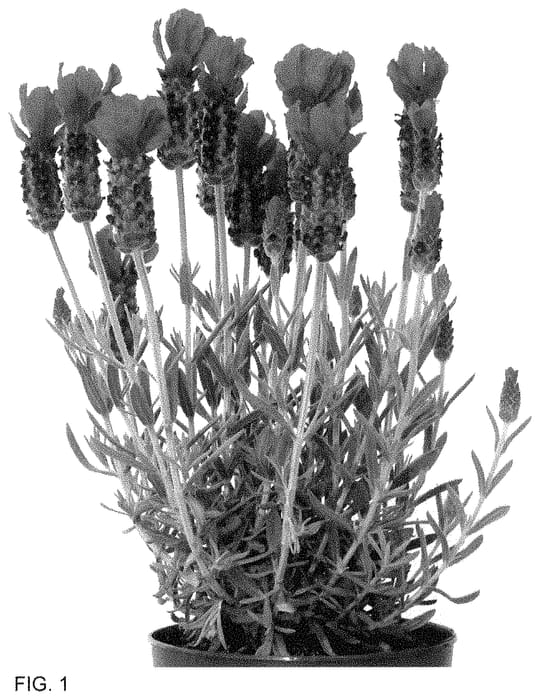 Figure 1 of US plant patent PP35499, the photograph of Anouk Deluxe 1939 printed in the patent.